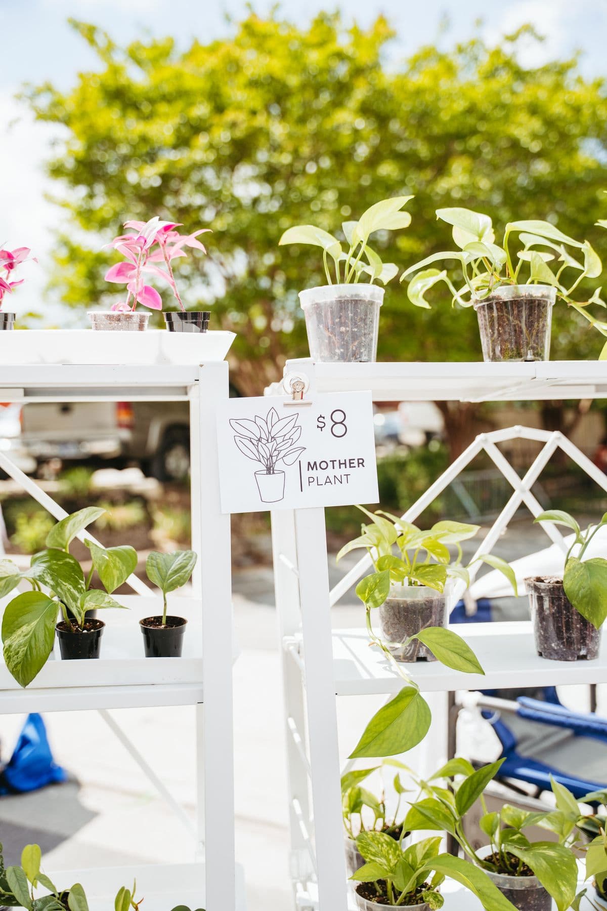 Potted plants on a vendor stand